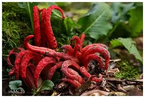 Witness the Devil's Fingers Mushroom Its surreal beauty bizarre shape and unforgettable corpse-like smell-4