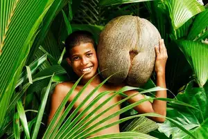 Astonishing Coco de Mer: Discover the world's largest sea coconut seed, weighing 25kg, unique to Seychelles!-3