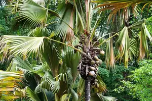 Astonishing Coco de Mer: Discover the world's largest sea coconut seed, weighing 25kg, unique to Seychelles!-1