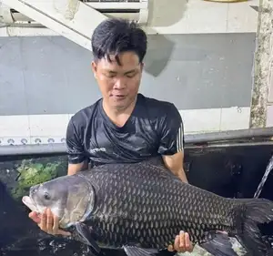 Giant Barb Unveiled: Why This Colossal Fish Commands-2