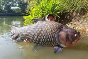 Giant Barb Unveiled: Why This Colossal Fish Commands-4