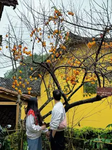 Lolo Chai: Uncover the Rustic Beauty of an Ancient Village & Its 'World's Most Enduring' Persimmon Tree, a Tourist Magnet-1
