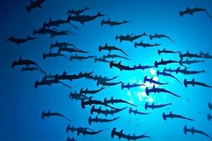 Spectacular Nature Landscape - Majestic Sea Cliffs and Vast Ocean, Untamed Beauty-2