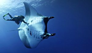 Spectacular Nature Landscape - Majestic Sea Cliffs and Vast Ocean, Untamed Beauty-6