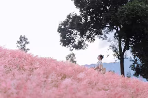 Moc Chau Pink Grass Hill: Autumn's Dreamy Escape for Muses & Perfect Photo Ops-6