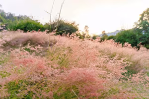 Moc Chau Pink Grass Hill: Autumn's Dreamy Escape for Muses & Perfect Photo Ops-0