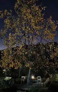 Sapa's Golden Empress Persimmon Tree: A Winter Wonderland for Tourists to Check-in-3