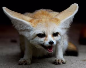 Discover the Fennec Fox: Tiny Wild Dog with Giant Ears, Sahara's Master of Survival-0