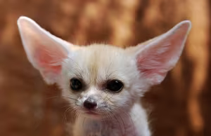 Discover the Fennec Fox: Tiny Wild Dog with Giant Ears, Sahara's Master of Survival-2