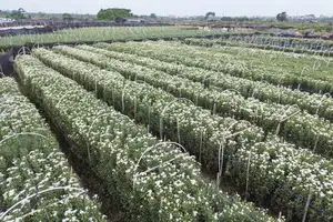 Hanoi Daisy Fields Bloom: A Farmer's Smile Amidst Pure White Autumn Splendor-8