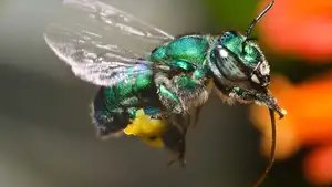 Orchid Bee: Dazzling Metallic Beauty, The Enchanting "Queen" of the Insect World-6