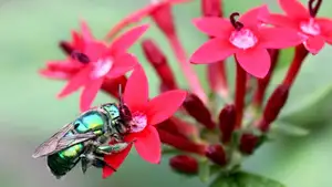 Orchid Bee: Dazzling Metallic Beauty, The Enchanting "Queen" of the Insect World-2