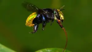 Orchid Bee: Dazzling Metallic Beauty, The Enchanting "Queen" of the Insect World-7