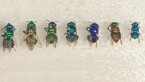 Orchid Bee: Dazzling Metallic Beauty, The Enchanting "Queen" of the Insect World-4