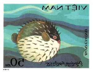 Close-up of Porcupinefish: Master of Defense with Sharp Spines, a Predator's Unforgettable Bite in the Deep Sea-2