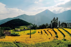 Discover Binh Lieu Stunning Reed Grass Fields Majestic Vietnam Nature View-4