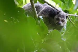 Uncover the Fascinating Truth About Oceania's Unique Cuscus-5