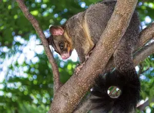 Uncover the Fascinating Truth About Oceania's Unique Cuscus-1