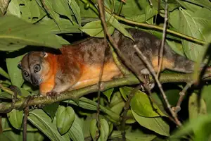 Uncover the Fascinating Truth About Oceania's Unique Cuscus-7