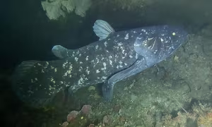 View: Uncover the Mystery of the Coelacanth – The 'Living Fossil' Animal Surviving from Ancient Times-0