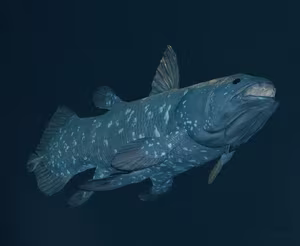 View: Uncover the Mystery of the Coelacanth – The 'Living Fossil' Animal Surviving from Ancient Times-1