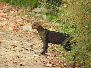 Jaguarundi Herpailurus yagouaroundi: Unique Wild Cat of the Americas Needing Protection-1