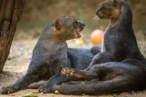 Jaguarundi Herpailurus yagouaroundi: Unique Wild Cat of the Americas Needing Protection-0