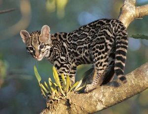 Margay Cat: Cunning Hunter, Master Climber Mimicking Monkey Calls to Lure Prey-1