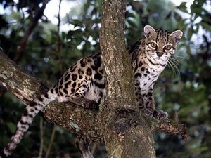 Margay Cat: Cunning Hunter, Master Climber Mimicking Monkey Calls to Lure Prey-6