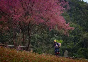 Discover Mù Cang Chải's Tớ Dày Flower Season: The Captivating Beauty of Northwestern Mountains Awaits You!-8