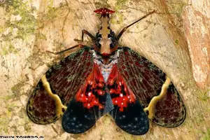 Bizarre Dragon-Headed Cicada - A Living Mythical Creature & Lucky Amulet-5