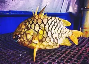 Mekong Delta's Humble Fish: Transformed into an Exquisite Grilled Delicacy for Food Lovers.-6