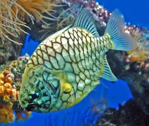 Mekong Delta's Humble Fish: Transformed into an Exquisite Grilled Delicacy for Food Lovers.-1