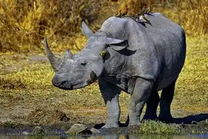 Discover Garamba National Park: Sanctuary of the World's Rarest White Rhinoceros-0