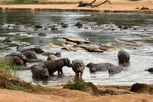Discover Garamba National Park: Sanctuary of the World's Rarest White Rhinoceros-3