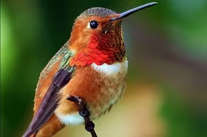 Discover the Tiny Hummingbird: Nature's Only Backward-Flying Animal Marvel-2