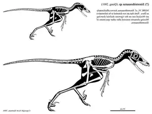 Ancient Creatures Discover Sinornithosaurus Venomous Feathered Dinosaur Mystery-5