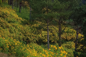 Experience Da Lat's Golden Wild Sunflowers A Breathtaking Vietnamese Natural Landscape-1