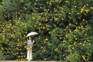Experience Da Lat's Golden Wild Sunflowers A Breathtaking Vietnamese Natural Landscape-9