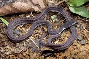 Unraveling the Dragon Snake: The mysterious 'living dragon' species of Southeast Asia-1