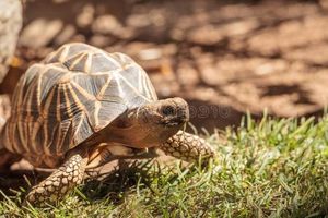Burmese Star Tortoise Unique Beauty from Myanmar A Rare Animal Needing Conservation-4