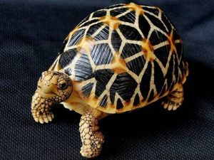 Burmese Star Tortoise Unique Beauty from Myanmar A Rare Animal Needing Conservation-2