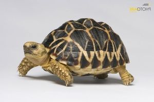 Burmese Star Tortoise Unique Beauty from Myanmar A Rare Animal Needing Conservation-3