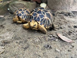 Burmese Star Tortoise Unique Beauty from Myanmar A Rare Animal Needing Conservation-7