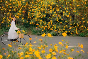 Da Lat Wild Sunflower Season: Explore Golden Paths and Unique Photo Spots-5
