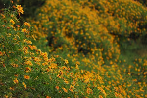 Da Lat Wild Sunflower Season: Explore Golden Paths and Unique Photo Spots-8