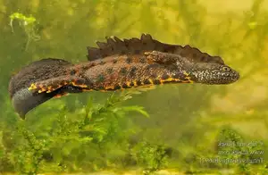 View - Northern Crested Newt: A Legendary Amphibian's Mysterious Underwater Beauty-1