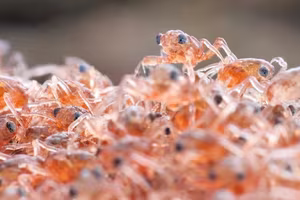 Witness the Spectacular Red Crab Migration on Christmas Island: Millions Transform Roads into a Crimson Tide!-8