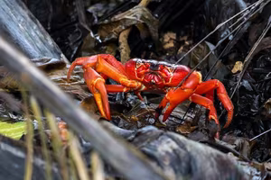 Witness the Spectacular Red Crab Migration on Christmas Island: Millions Transform Roads into a Crimson Tide!-5