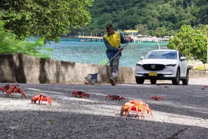 Witness the Spectacular Red Crab Migration on Christmas Island: Millions Transform Roads into a Crimson Tide!-4